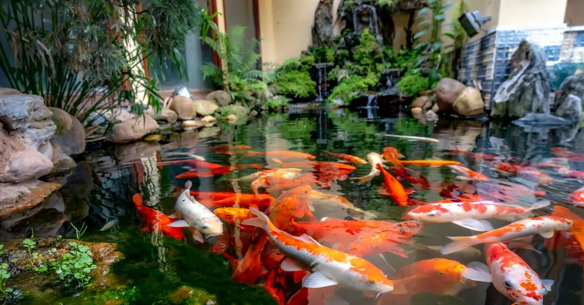 Micro-Jardinage Aquatique : Que Planter ?