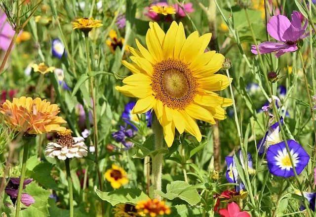 Comment Créer un Jardin Aromatique dans Votre Micro-Jardin