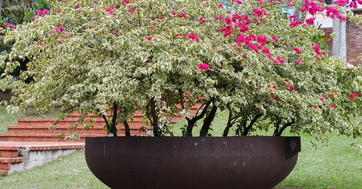 Faciliter l'Accès à un Micro-Jardin : Astuces PMR