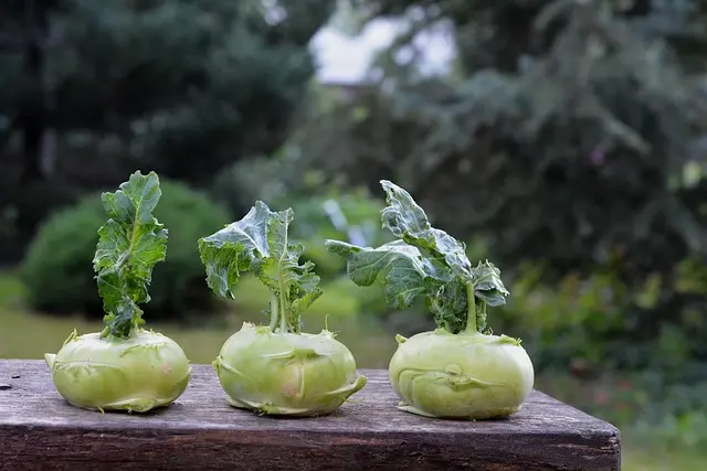 Comment Gérer les Maladies Communes en Micro-Jardinage