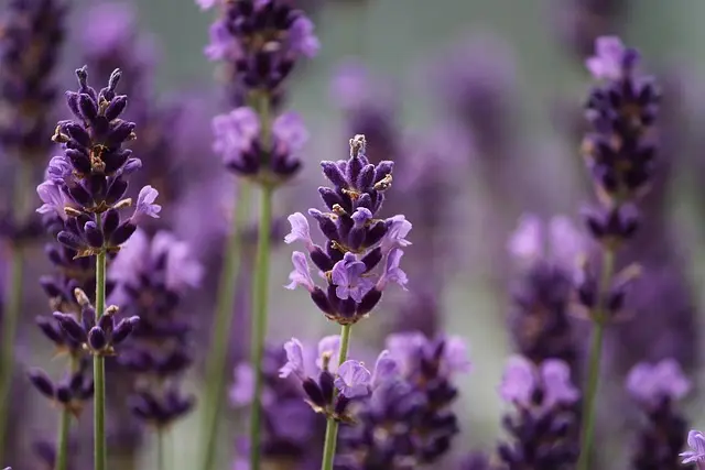 Les Meilleures Stratégies pour Cultiver des Plantes Aromatiques en Ville