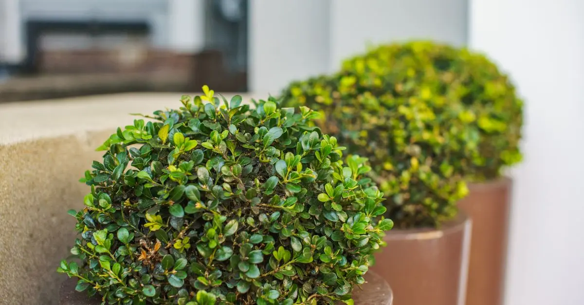 Tendances du Micro-Jardinage Urbain en 2026