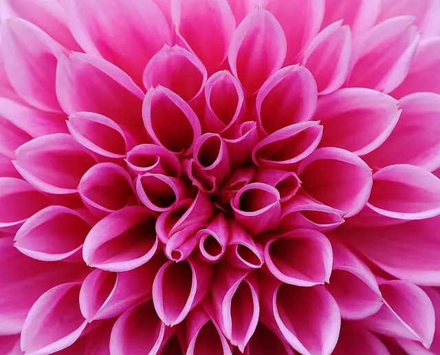 Quoi Planter Dans Votre Micro-Jardin au Printemps?