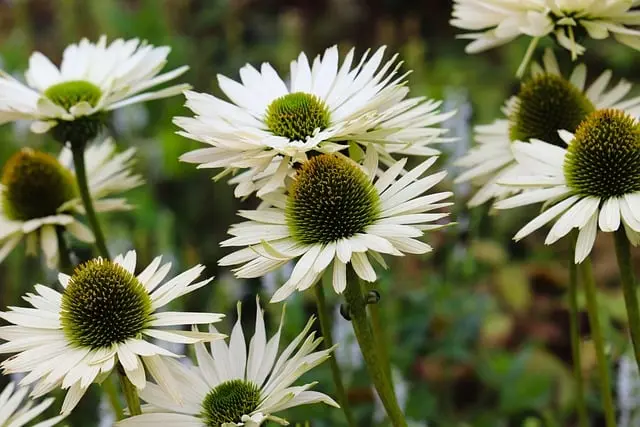 Bienfaits du Micro-Jardinage pour la Biodiversité Urbaine