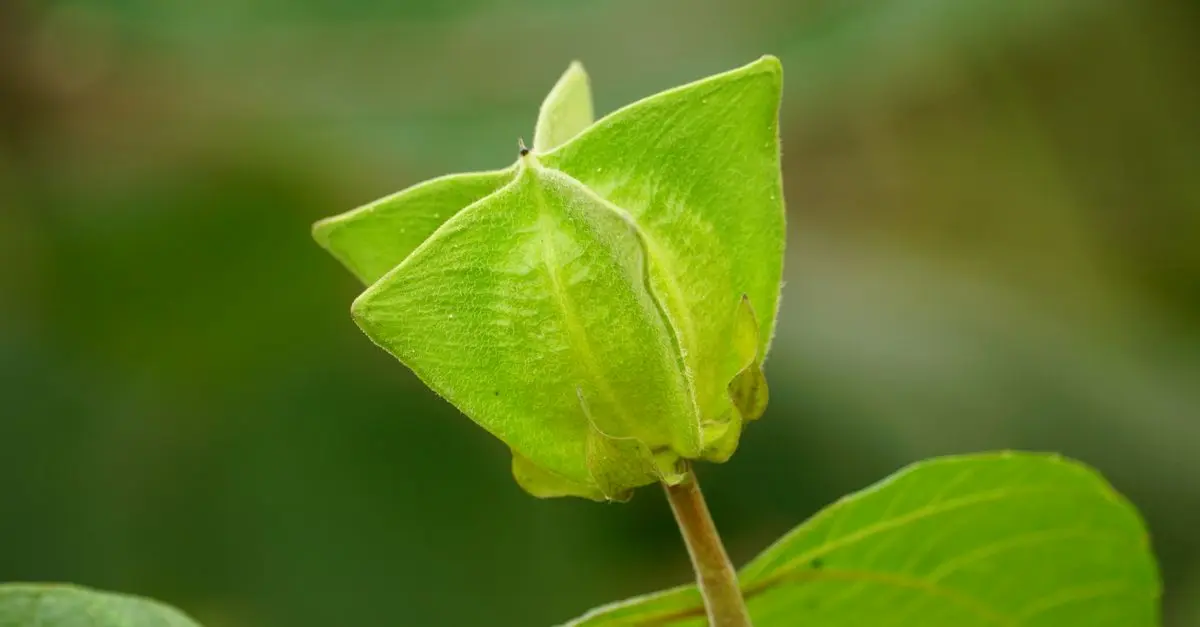 Entretien Saisonnière de Votre Micro-Jardin