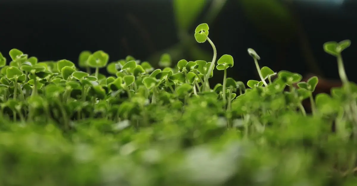 Tendances du Micro-Jardinage Urbain : Innovations et Astuces