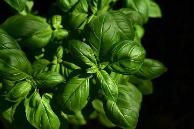 Micro-Jardinage Urbain : Aménager un Jardin de Plantes Aromatiques