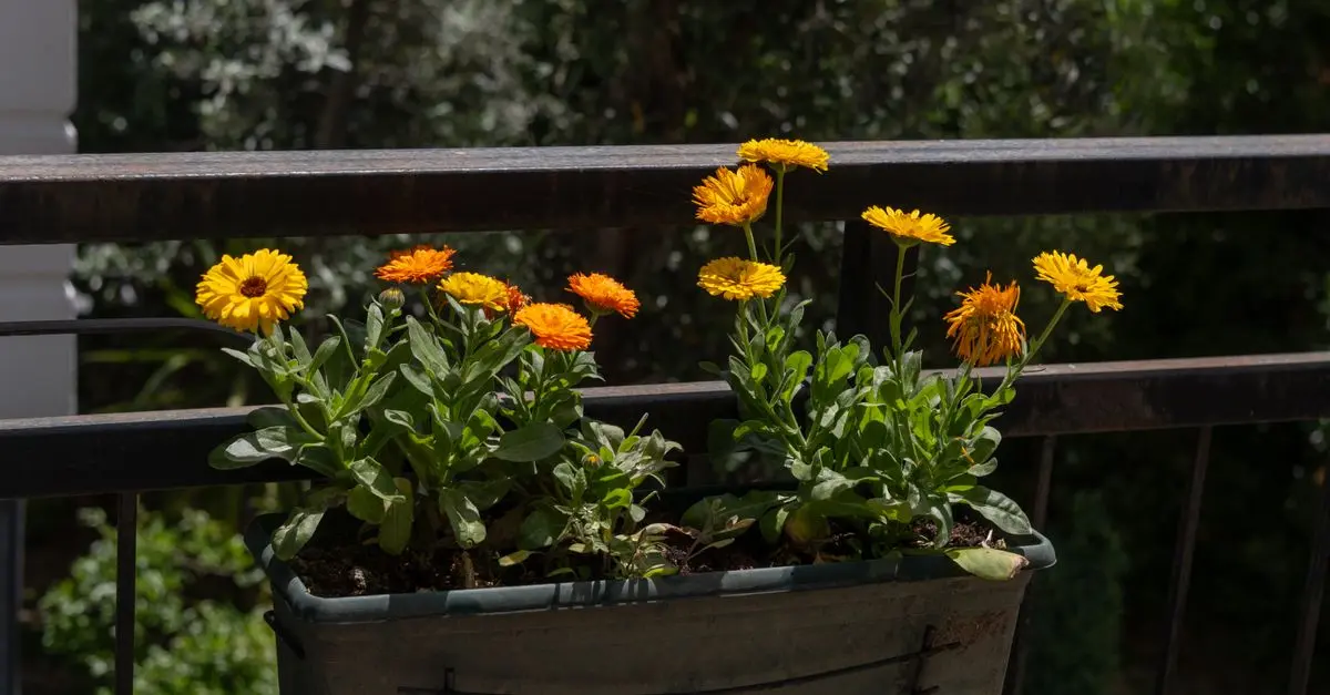 Micro-Jardinage Urbain : Créer un Jardin Écologique en Ville