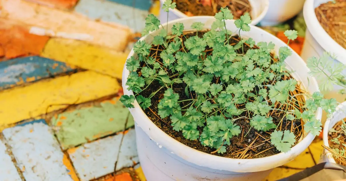 Guide Pratique pour Aménager un Nourricier Micro-Jardin Urbain