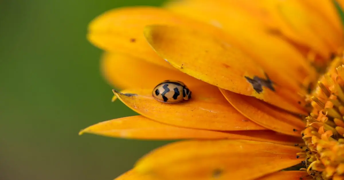 Sélection de Fleurs Parfaites pour un Micro-Jardin