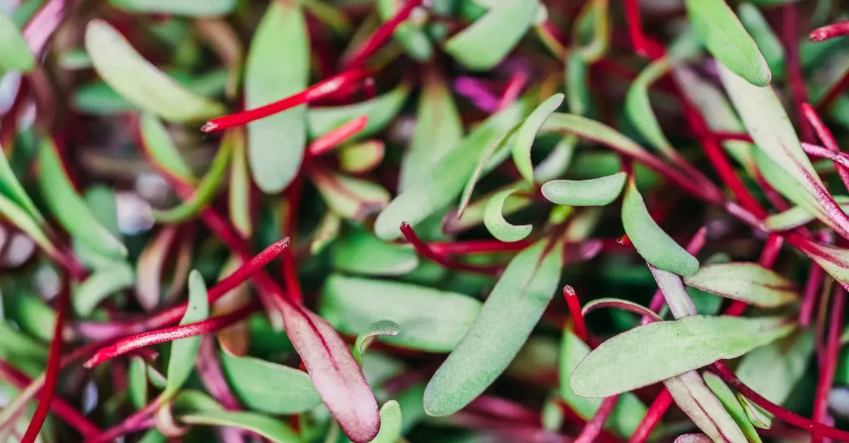 Optimiser l'Espace pour un Micro-Jardin Urbain