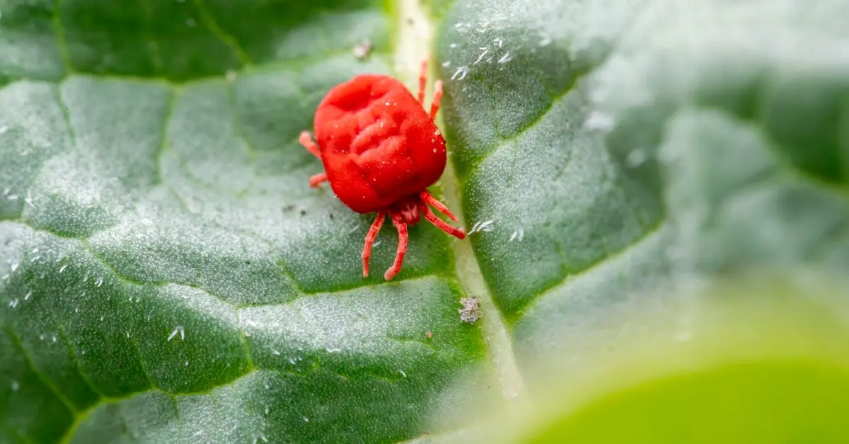Lutte Biologique en Micro-Jardin Urbain