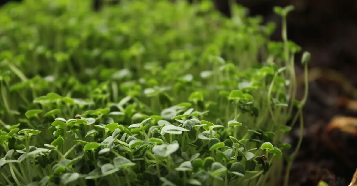 10 Plantes Indispensables pour un Micro-Jardin Urbain