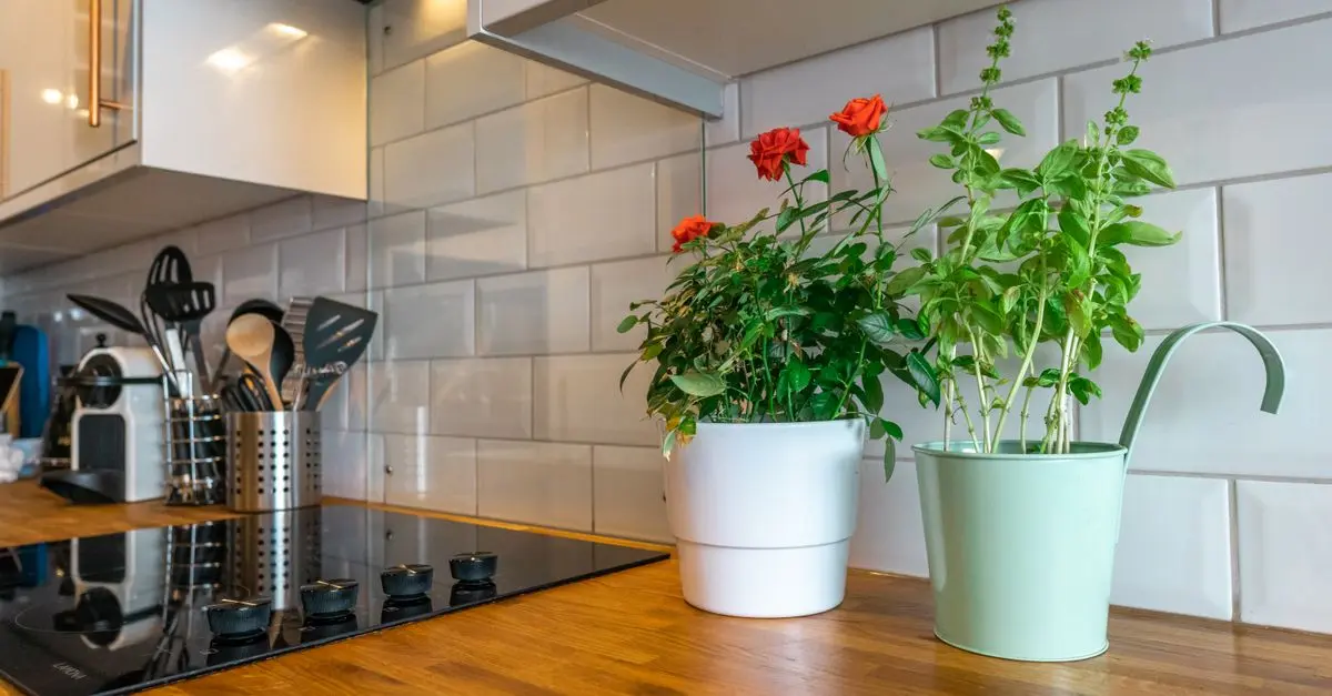 Les Plantes d'Appoint pour un Micro-Jardin Harmonieux