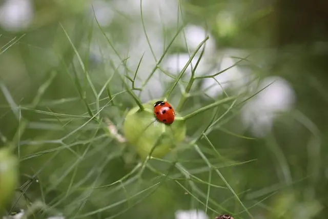 Choisir les Plantes Parfaites pour un Micro-Jardin Urbain