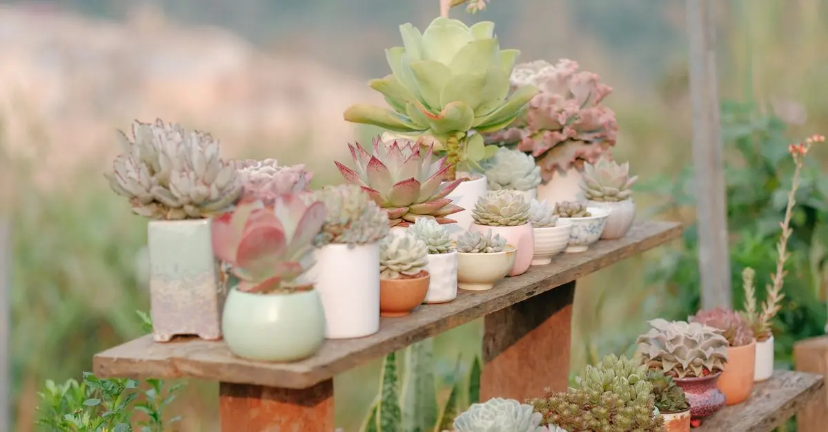 Les Meilleures Stratégies pour Aménager un Micro-Jardin Urbain