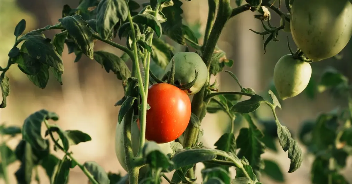 Les Meilleures Varietés de Tomates pour un Micro-Jardin Urbain
