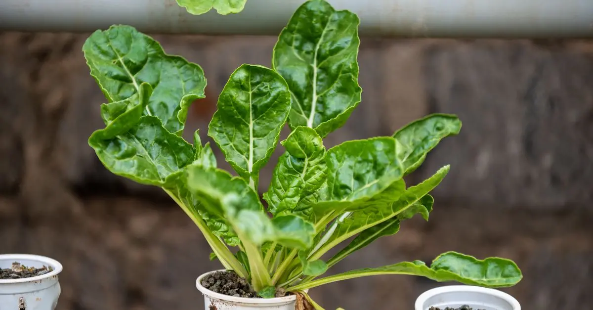 Comment Créer un Micro-Jardin Hydroponique