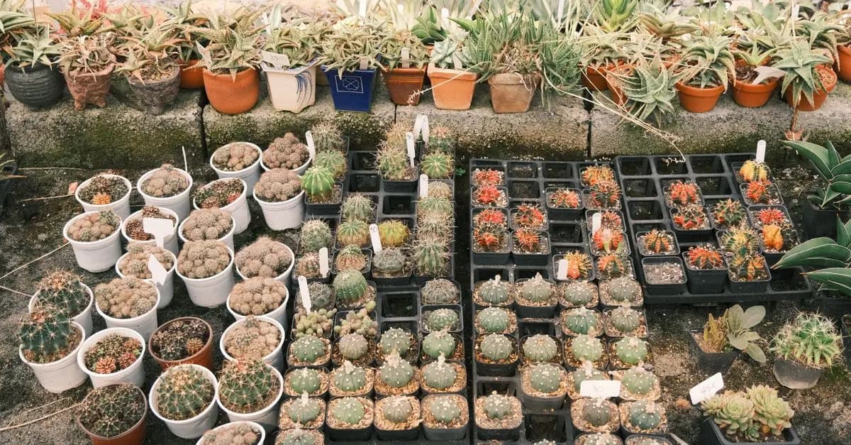 Les Meilleures Plantes pour un Micro-Jardin Urbain