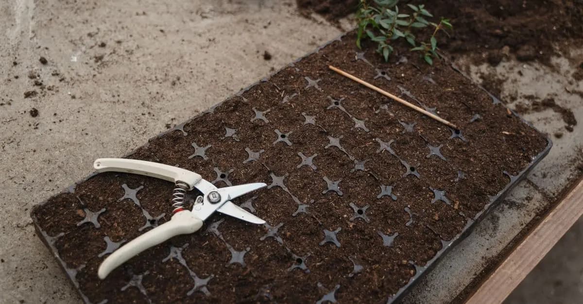 Semis et Repiquage : Les Bases pour Micro-Jardinage