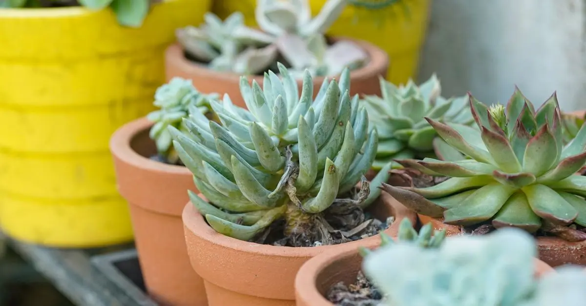7 Astuces pour Maximiser Votre Récolte en Micro-Jardin