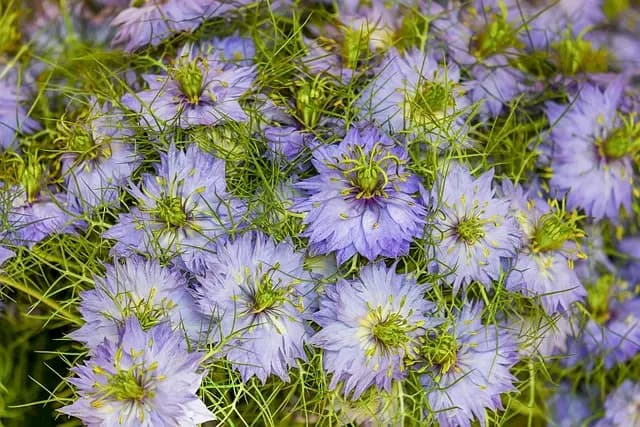 Micro-Jardinage et Saisonnalité : Plantes à Semer au Printemps