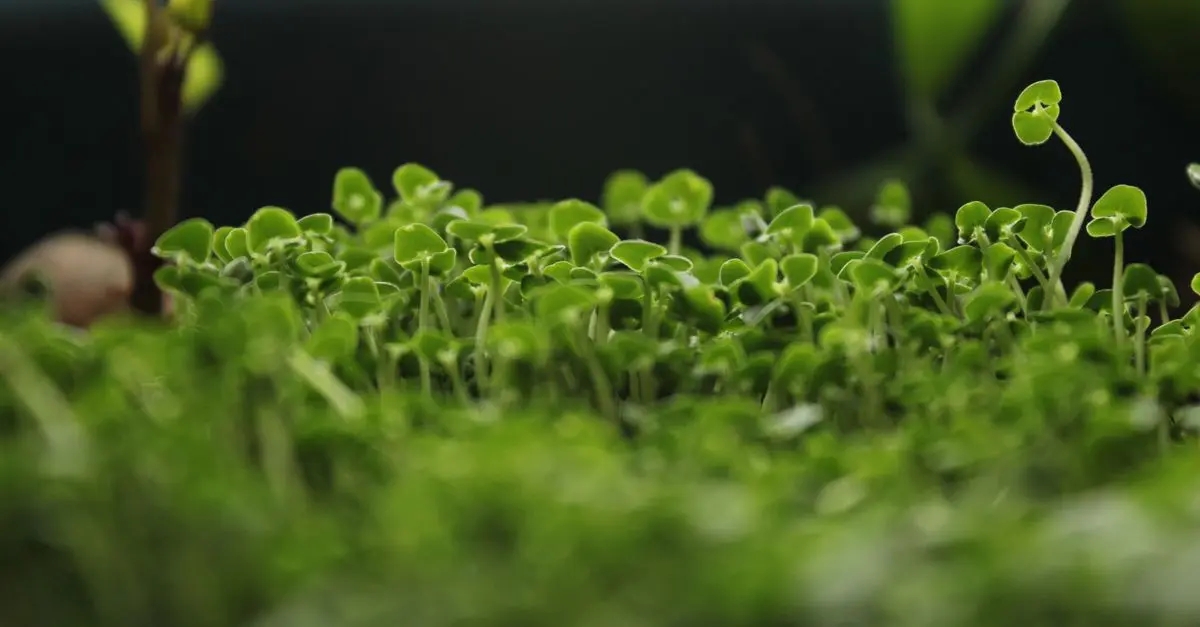 Guide Complet pour Installer un Système d'Arrosage dans Votre Micro-Jardin