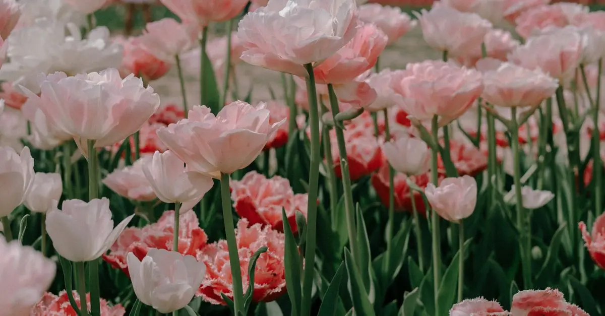 Aménager un Jardin Vertical avec des Palettes