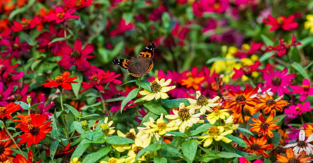 Micro-Jardinage et Biodiversité : Comment Attirer les Pollinisateurs