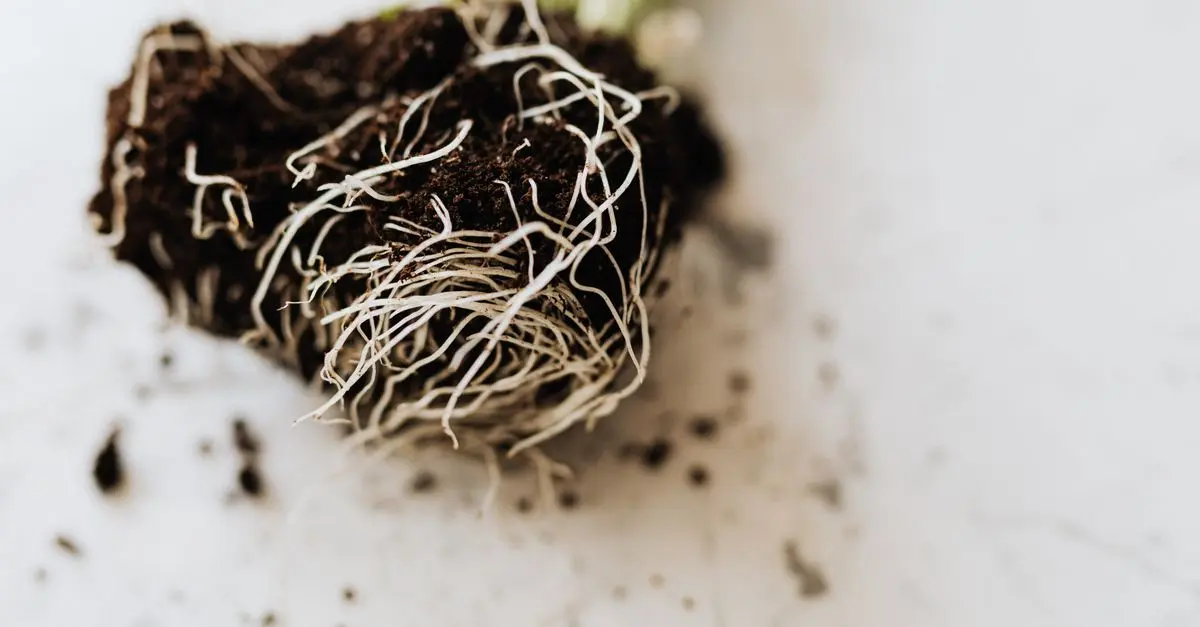 Choisir le Bon Substrat pour Votre Micro-Jardin