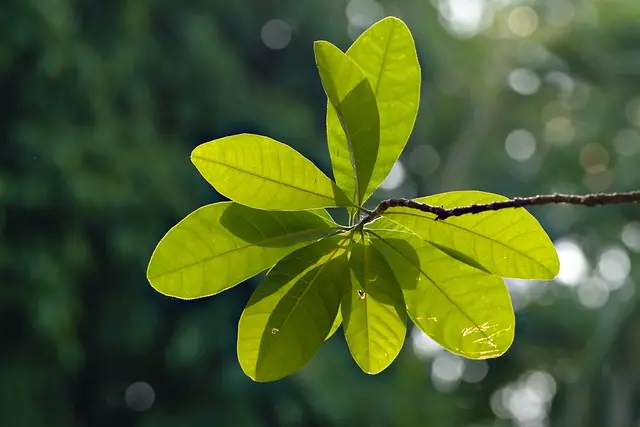 Comment Créer un Écosystème Durable dans Votre Micro-Jardin