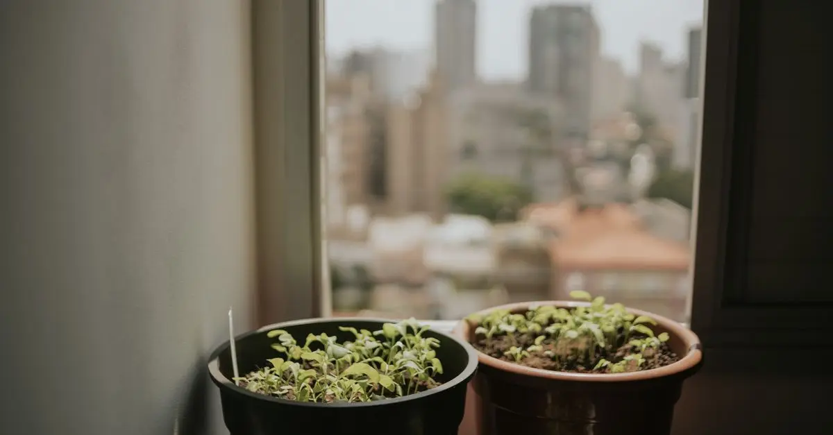 Techniques Avancées pour Micro-Jardinage Urbain