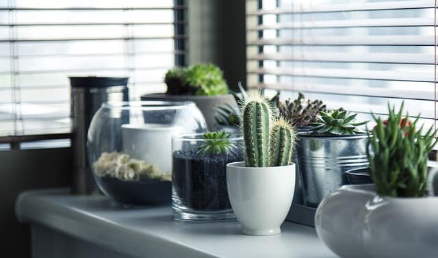 10 Astuces pour Économiser de l'Eau dans Votre Micro-Jardin