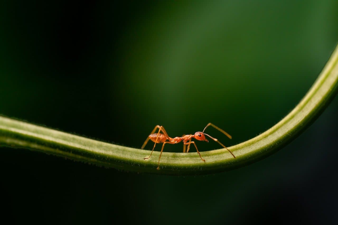 Comment Créer un Écosystème Durable dans votre Micro-Jardin