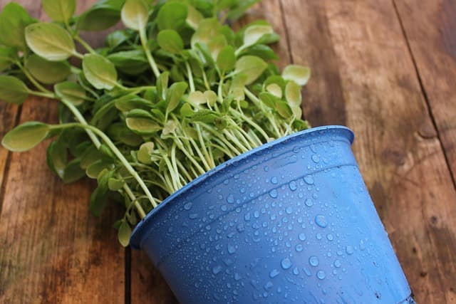 Comment Créer un Jardin Aromatique dans Votre Micro-Jardin