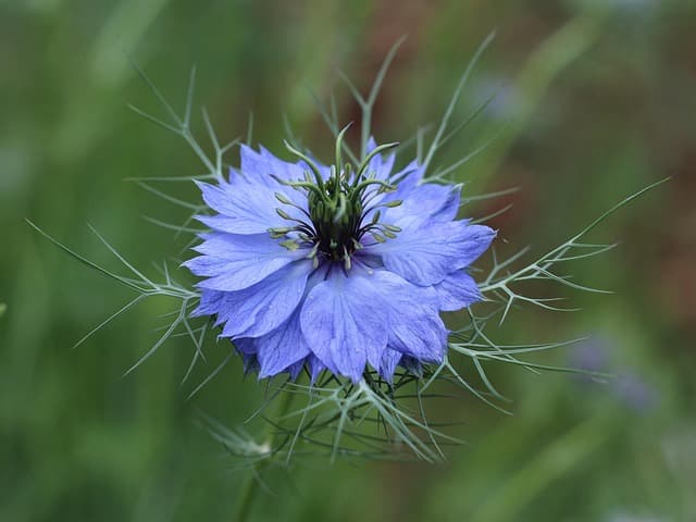 Les Plantes Écologiques à Favoriser en Micro-Jardinage