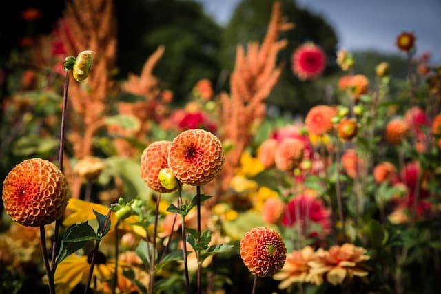 Les Plantes Résistantes aux Intempéries pour Micro-Jardinage