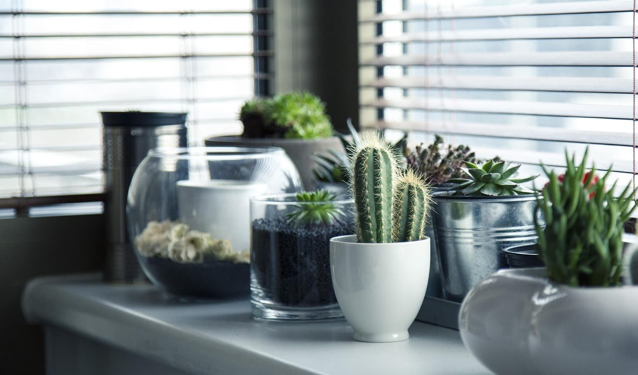 Quoi Planter Dans Votre Micro-Jardin au Printemps?